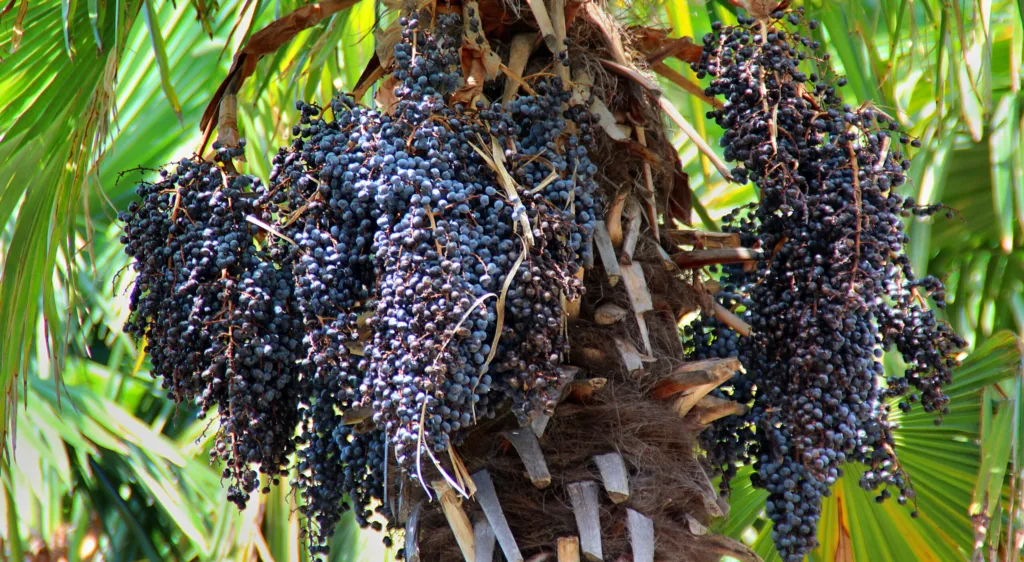 Unleashing the Power of Acai: A Journey of Health, Sustainability, and Business Growth